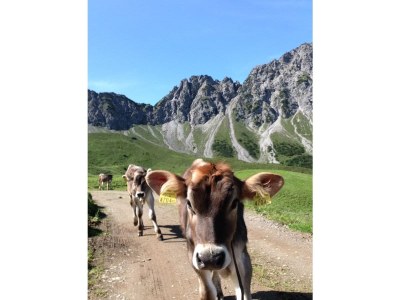Alpine hut GarmilhÃ¼tte ski mountain hut - Environment photo 17