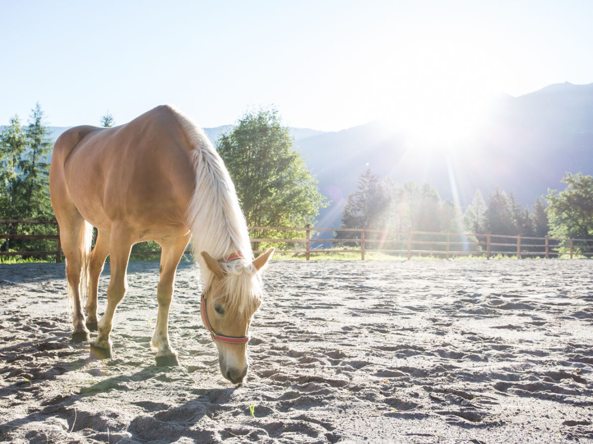 Holiday apartment apatment and chalet - Outdoor photo 5