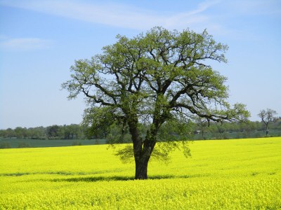 Holiday apartment Alte Schule (Old School), Timmdorf - Environment photo 32