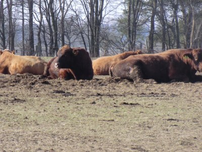 Holiday apartment Alte Schule (Old School), Timmdorf - Environment photo 33