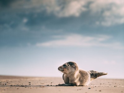 Holiday apartment Japenga 2 - Environment photo 19