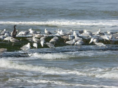 Holiday apartment Petten Beach in Petten aan Zee - Environment photo 29