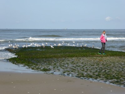 Holiday apartment Petten Beach in Petten aan Zee - Environment photo 33