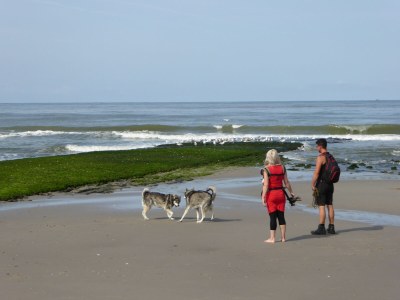 Holiday apartment Petten Beach in Petten aan Zee - Environment photo 34
