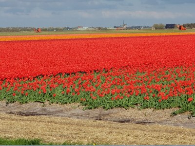 Holiday apartment Petten Beach in Petten aan Zee - Environment photo 37