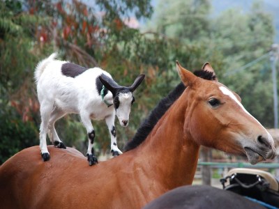 Holiday apartment Casa Capinera - Environment photo 19