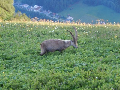 Holiday apartment Irmgard - Environment photo 22