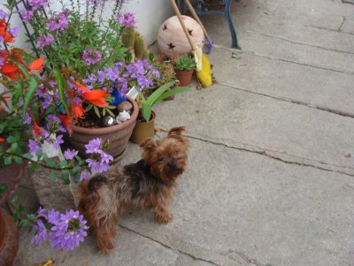 Holiday apartment Hödl - Environment photo 29