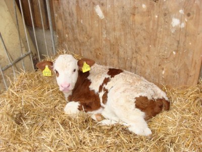 Holiday apartment Hödl - Environment photo 30