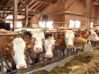 Holiday apartment Hödl - Environment photo 31