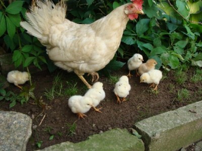 Holiday apartment Hödl - Environment photo 32