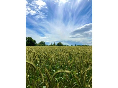 Holiday apartment Altstadtromantik - Environment photo 28