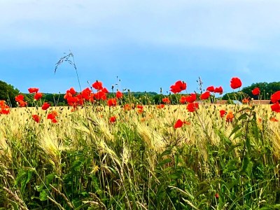 Holiday apartment Altstadtromantik - Environment photo 29