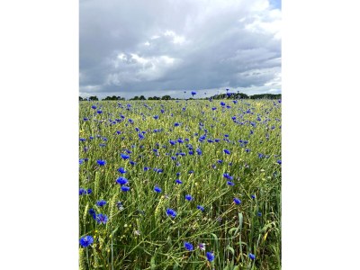 Holiday apartment Altstadtromantik - Environment photo 30