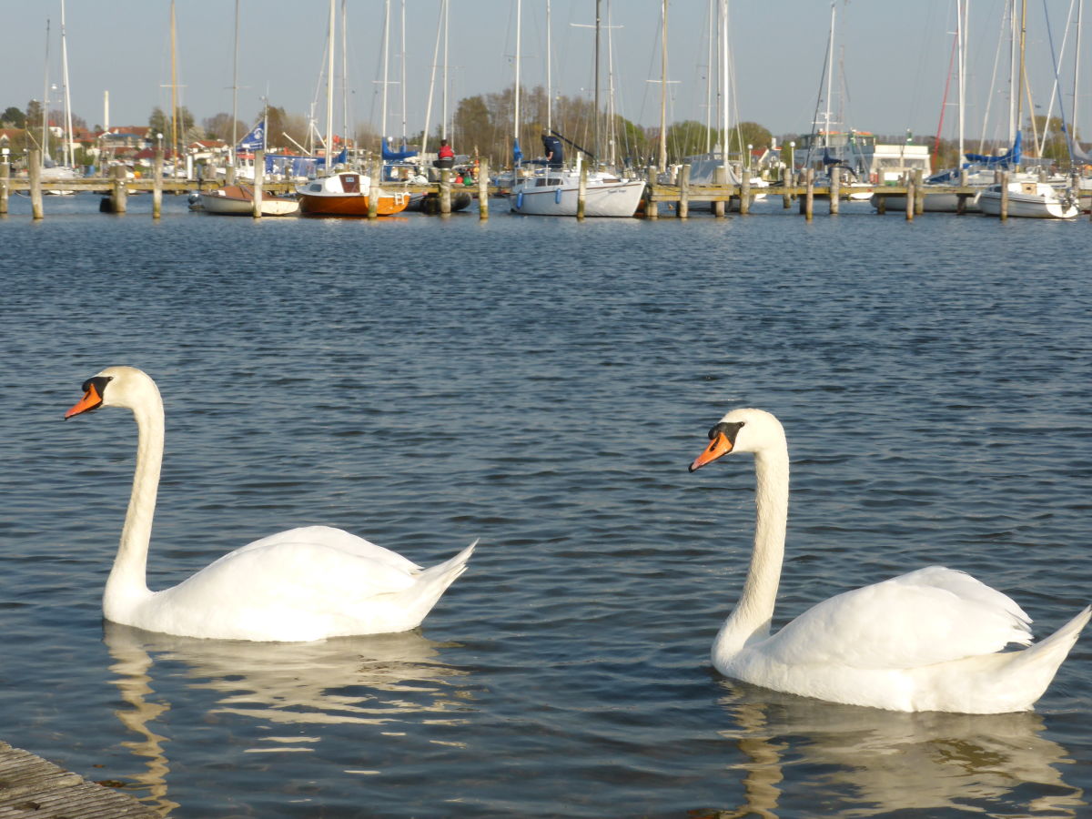Holiday house Silbermöwe. - Outdoor photo 5