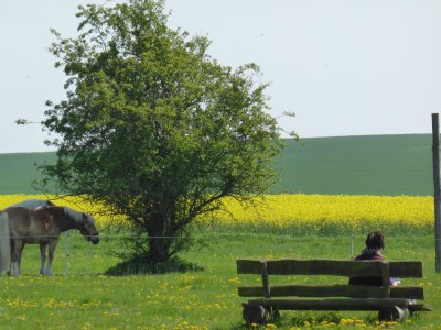 Holiday house Silbermöwe. - Outdoor photo 4