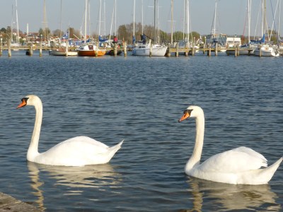 Holiday house Silbermöwe. - Outdoor photo 5