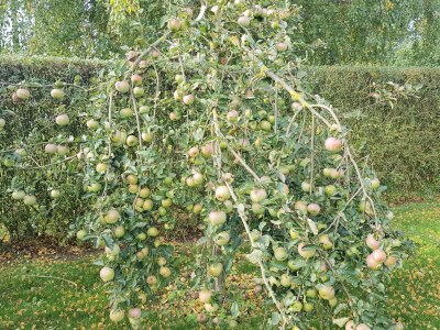 Holiday house Seeschwalbe. - Outdoor photo 8