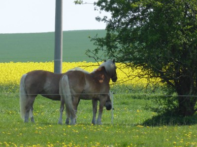 Holiday house Seeschwalbe. - Environment photo 22