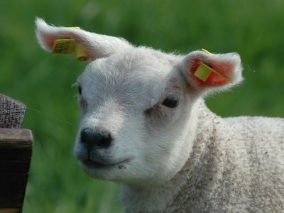 Chalet Coogherveld Texel type 3 - Environment photo 28