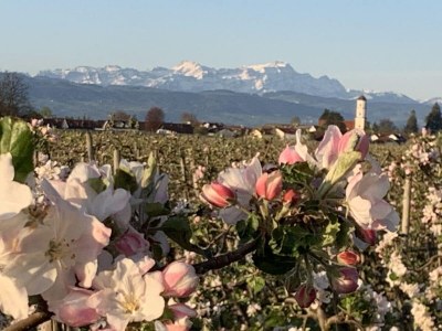 Holiday apartment "A" at house Kübler - Environment photo 21