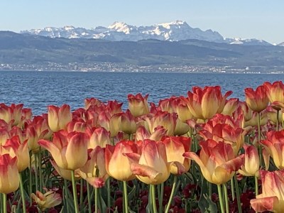 Holiday apartment "A" at house Kübler - Environment photo 22