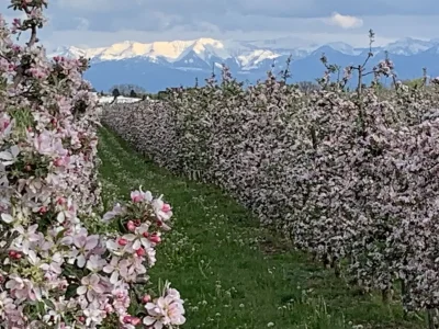 Holiday apartment "A" at house Kübler - Environment photo 25