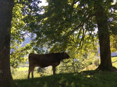 Holiday apartment Apartment in Haus Vogler - Environment photo 20