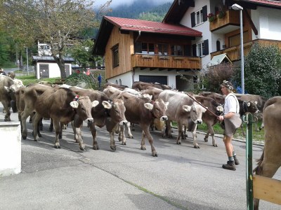 Holiday apartment Apartment in Haus Vogler - Environment photo 22