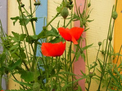 Holiday house LaWendla - Outdoor photo 6