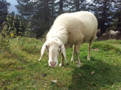 Apartment Waldhof - Environment photo 29