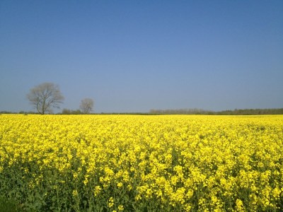 Holiday house Strandgut Wackerballig - Environment photo 16