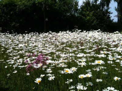 Holiday house Strandgut Wackerballig - Environment photo 23