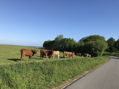 Holiday house Strandgut Wackerballig - Environment photo 26