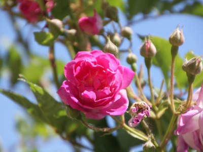 Holiday apartment Cortese in the Villa Pesce - Environment photo 16