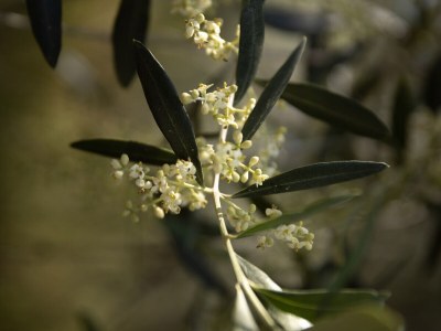 Holiday apartment Olive Mill Rivaro - Outdoor photo 9