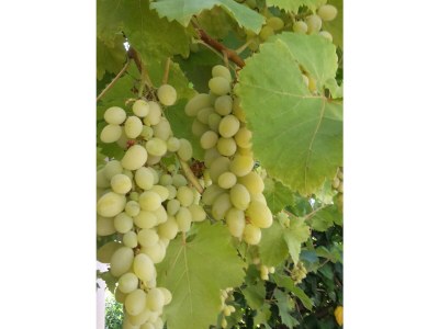 Holiday house Villa Anne - Outdoor photo 16