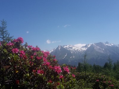 Holiday apartment In the guesthouse Zedlacherhof - Environment photo 27