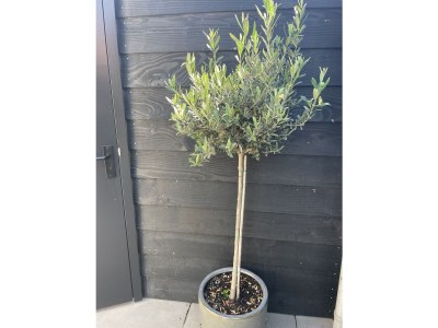 Holiday apartment Summer House Zand - Features photo 13