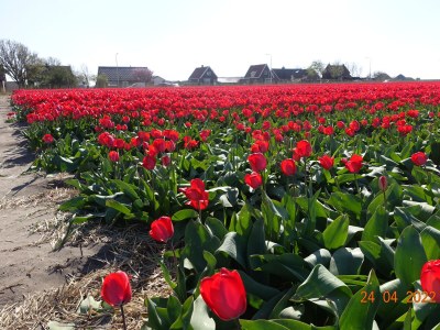 Holiday house right by the sea - Environment photo 25