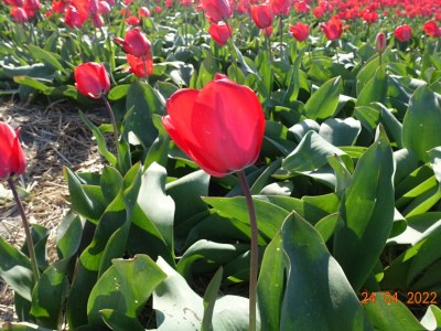 Holiday house right by the sea - Environment photo 26