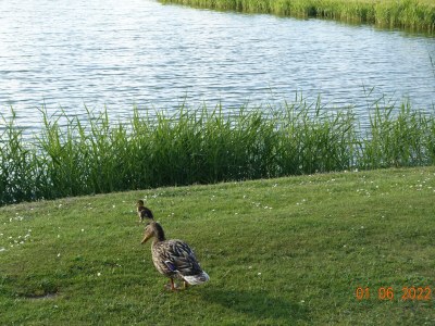Holiday house right by the sea - Environment photo 30