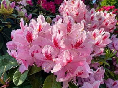 Holiday apartment Haus Angelika - Outdoor photo 8