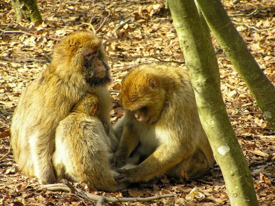 Holiday apartment Haus Angelika - Environment photo 24