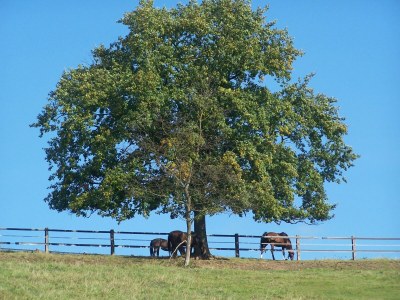 Holiday apartment Tannenhof - Environment photo 14