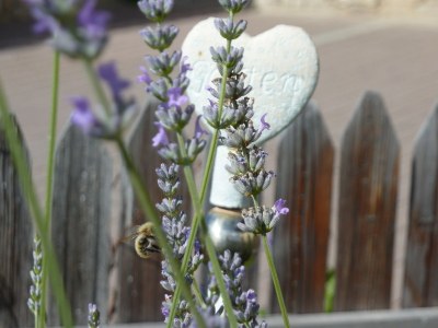 Holiday apartment Haus Sonnschein - Environment photo 22