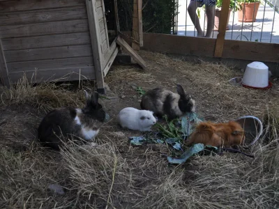 Holiday apartment Himmelreich am Niederhof - Outdoor photo 16