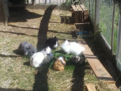 Holiday apartment Himmelreich am Niederhof - Outdoor photo 17