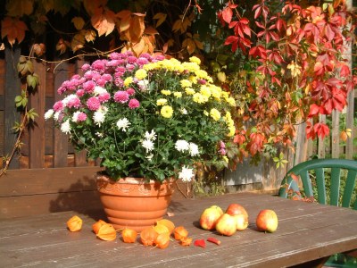 Holiday apartment Flat Ahornblick - Features photo 16