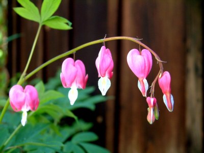 Holiday apartment Flat Ahornblick - Features photo 17